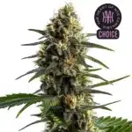 Stoned Panda strain with dark purple buds, white resin, and green-yellow leaves in a compact cola.