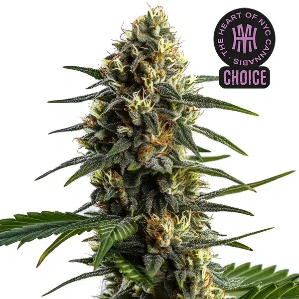 Stoned Panda strain with dark purple buds, white resin, and green-yellow leaves in a compact cola.