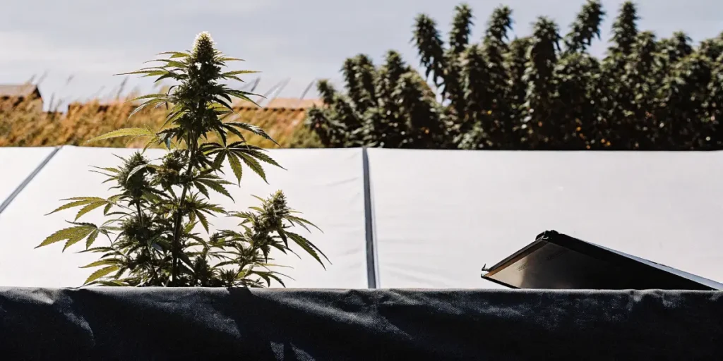Tall cannabis plants growing on a modern balcony with a wooden fence and a notebook in the foreground