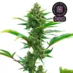 The Toad strain showing compact green buds with bright trichomes and broad leaves in a rich, healthy green tone.