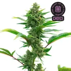 The Toad strain showing compact green buds with bright trichomes and broad leaves in a rich, healthy green tone.