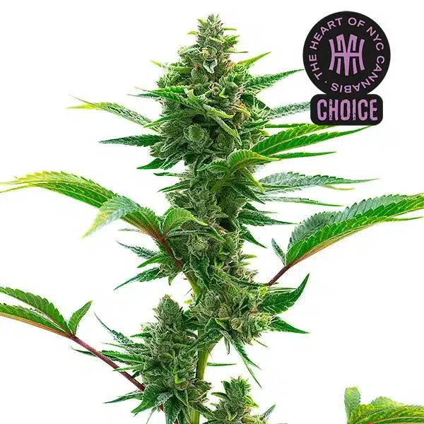 The Toad strain showing compact green buds with bright trichomes and broad leaves in a rich, healthy green tone.