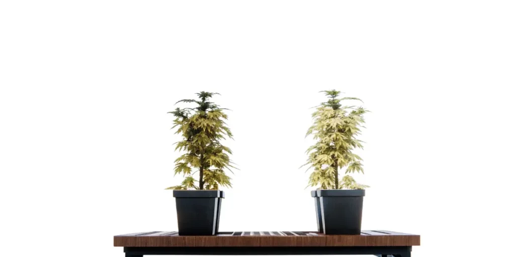 Variegated cannabis plants in black pots on a wooden bench, isolated on a white background