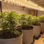 Indoor marijuana cultivation room with rows of potted plants under bright linear lights.