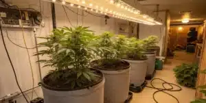 Indoor marijuana cultivation room with rows of potted plants under bright linear lights.