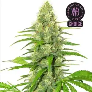 White Widow strain with frosty white buds, thick trichomes, and narrow green leaves against a bright background.