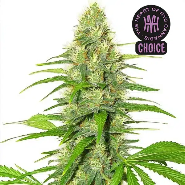White Widow strain with frosty white buds, thick trichomes, and narrow green leaves against a bright background.