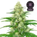 White Widow Auto strain featuring sparkling buds with orange pistils and sugar leaves coated in heavy trichomes.