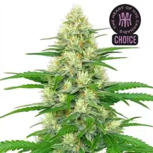 White Widow Auto strain featuring sparkling buds with orange pistils and sugar leaves coated in heavy trichomes.