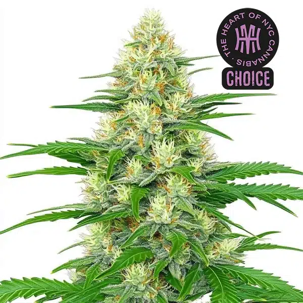 White Widow Auto strain featuring sparkling buds with orange pistils and sugar leaves coated in heavy trichomes.