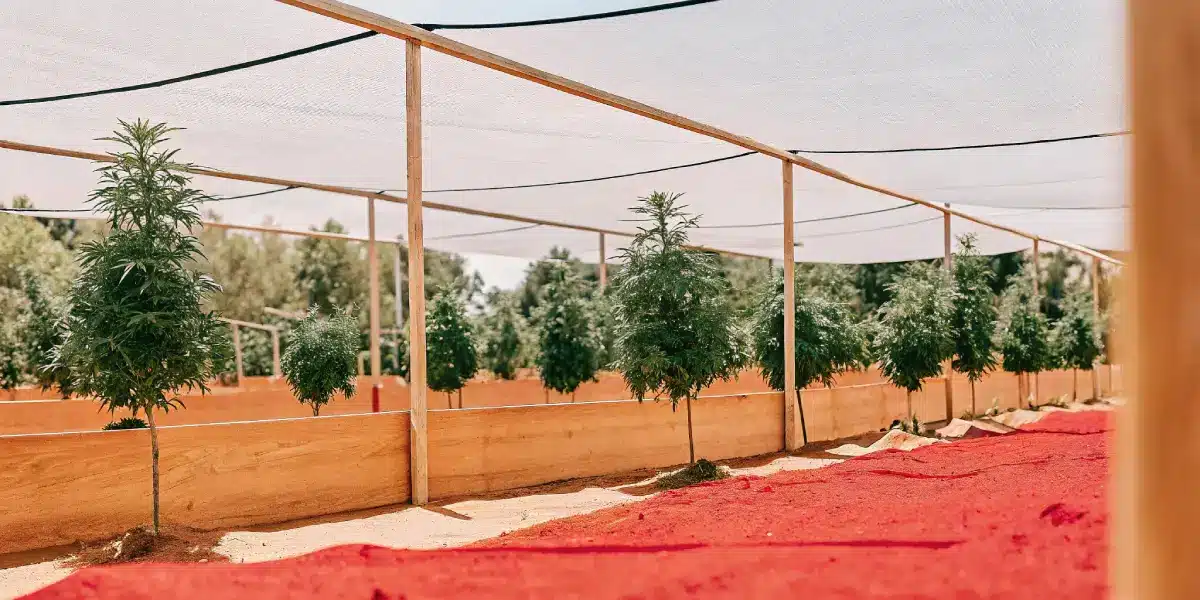 Young cannabis trees growing under shaded netting in an organized outdoor garden