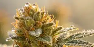 Close-up of resin-covered 24K Gold Regular Strain bud outdoors, glistening with trichomes under soft sunlight.