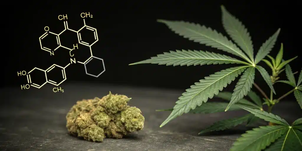 60 Day Wonder Weed Strain dry bud next to fresh fan leaves with cannabinoid structure overlay on black background.