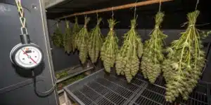 AK-48 Weed Strain buds drying upside down in a controlled environment with a hygrometer monitoring humidity.