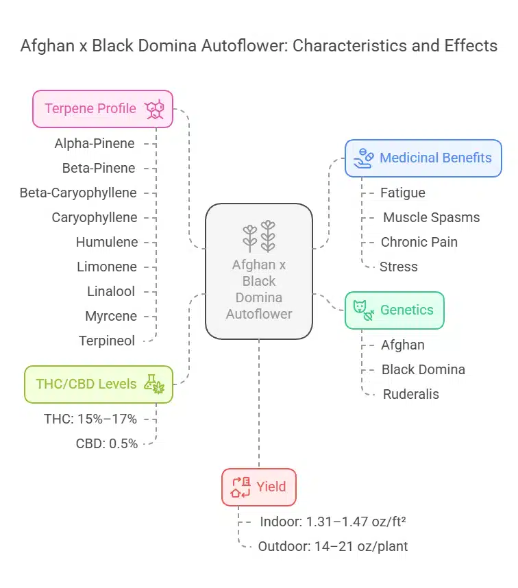 Afghan x Black Domina Autoflower traits diagram highlighting terpene profile, cannabinoid levels, effects, yields, and medical benefits
