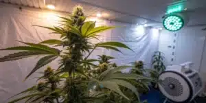 Flowering Afghan x Black Domina Autoflower plant under LED grow lights in a climate-controlled indoor grow room.