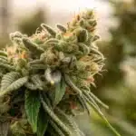 Close-up of flowering Agent Orange Weed Strain cola covered in trichomes and orange hairs in a greenhouse environment.