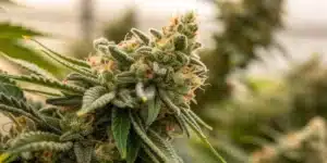 Close-up of flowering Agent Orange Weed Strain cola covered in trichomes and orange hairs in a greenhouse environment.