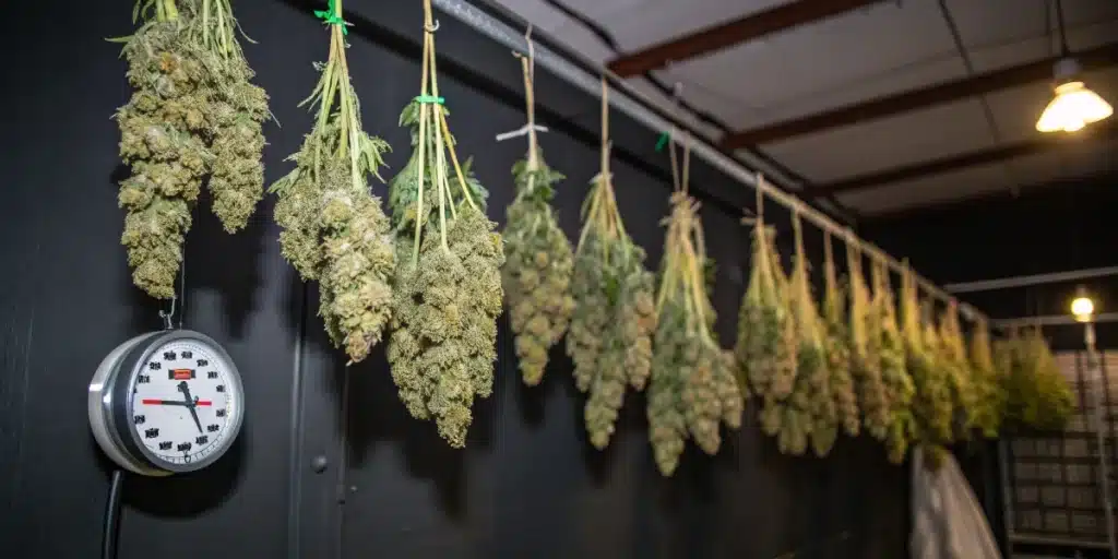 Alien OG Regular cannabis buds hanging to dry after harvest