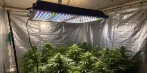 Indoor-grown Alien OG Regular cannabis plants under LED lights