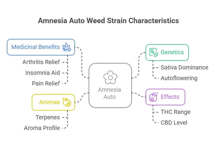 Amnesia Auto Weed Strain Description infographic showing genetics, effects, aromas, and medicinal benefits.