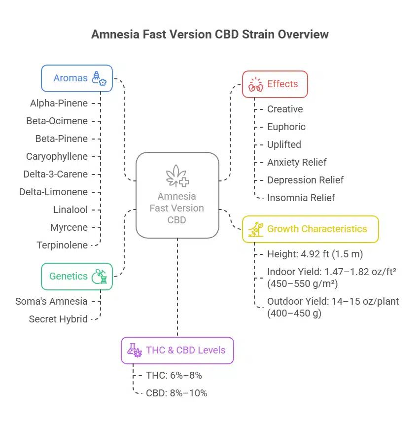 Amnesia FV CBD strain infographic detailing effects, aromas, genetics, and growth characteristics.