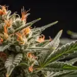 Amnesia × AK47 Strain plant growing indoors under LED lighting, surrounded by healthy flowering cannabis plants.