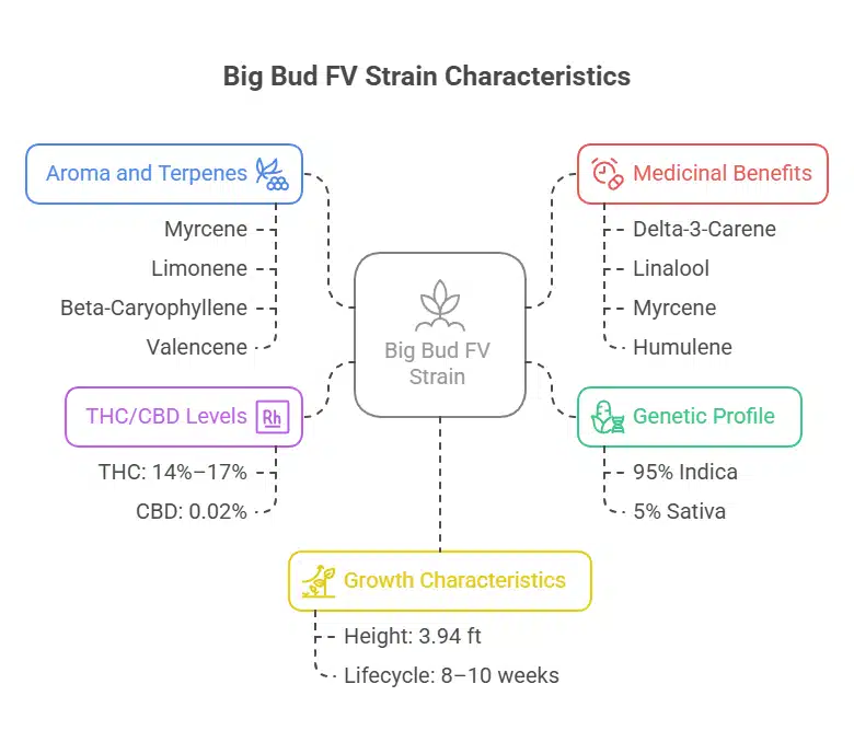 Big Bud FV strain data chart showing aroma, THC levels, growth traits, and medicinal benefits.
