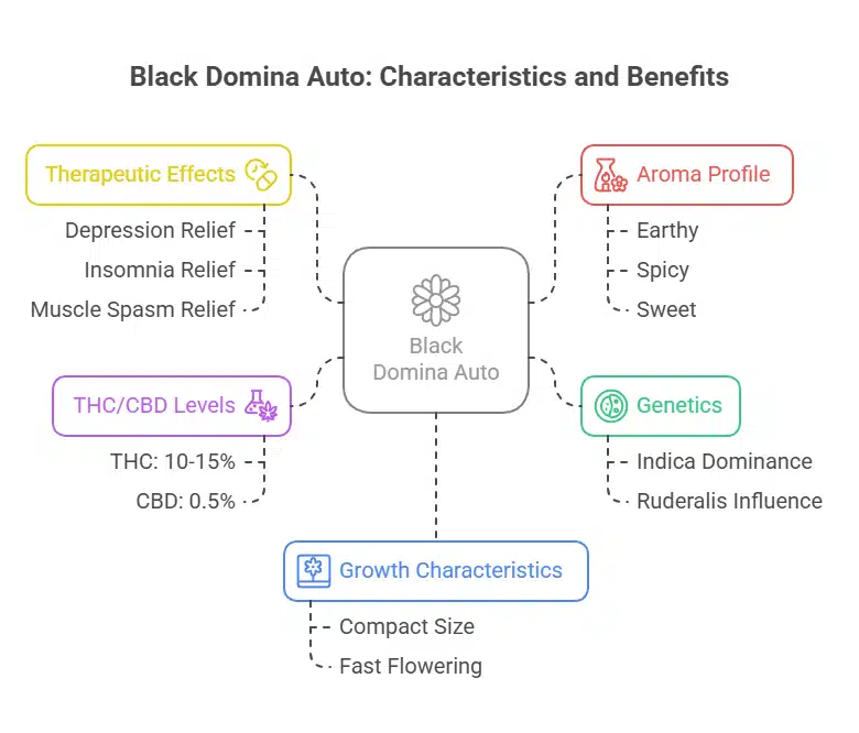 Diagram showing Black Domina Autoflower characteristics including effects, aroma, genetics, and THC-CBD levels.