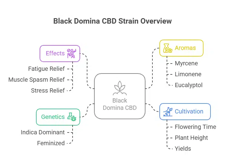 Infographic summarizing Black Domina CBD Strain effects, aromas, genetics, and cultivation data with colorful icons and labels