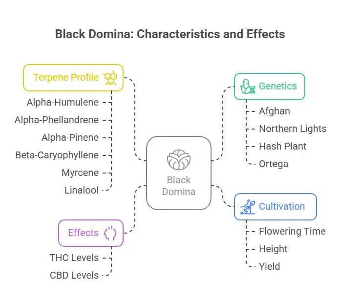 Infographic displaying Black Domina strain characteristics, including terpene profile, effects, genetics, and cultivation details.