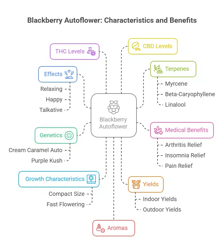 Close-up of Blackberry Autoflower cannabis bud with vibrant purple hues and frosty trichomes.