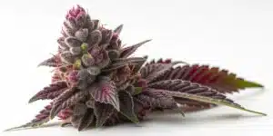 Close-up of Blackberry Autoflower cannabis bud with vibrant purple hues and frosty trichomes.