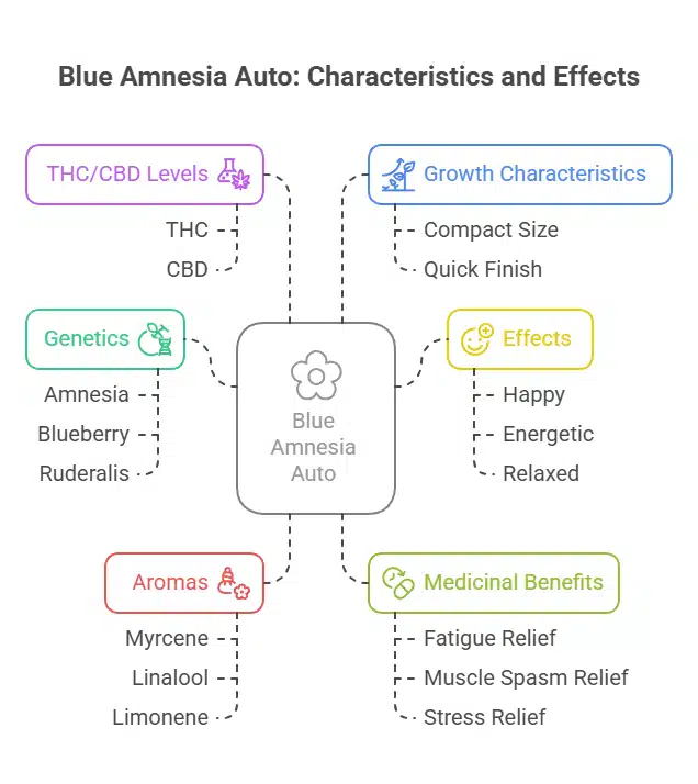Infographic showing Blue Amnesia Auto strain's genetics, terpenes, effects, and benefits.