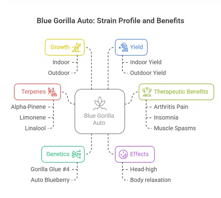 Detailed infographic of Blue Gorilla Autoflower strain characteristics and benefits.
