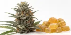 Cannabis plant of Blue Gorilla Autoflower being cultivated indoors under LED lights.