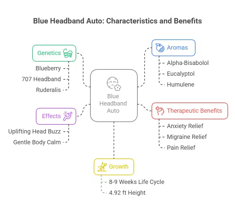 Diagram showcasing the characteristics and effects of Blue Headband Autoflower strain.