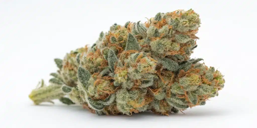 Close-up of dense Blue Headband Autoflower cannabis bud covered in trichomes.