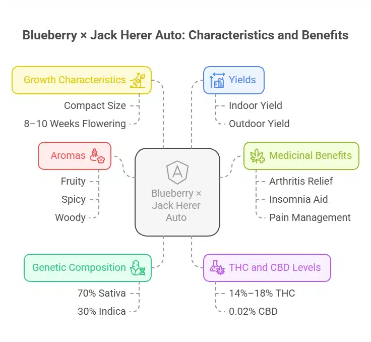 Infographic detailing Blueberry × Jack Herer Autoflower characteristics, including aroma, genetics, therapeutic uses, and cannabinoid levels.