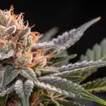 Indoor cannabis grow tent with Blueberry × Jack Herer Autoflower plants trained using a SCROG (Screen of Green) method.