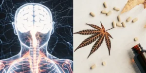 Split image: A glowing human brain and nervous system; A brown leaf, light-colored capsules, and a small bottle on a white surface, suggesting natural remedies.