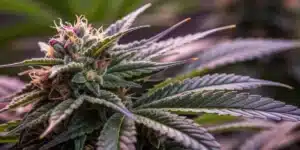 Indoor cannabis grow tent with mature Bubba Gift plants under warm grow lights.