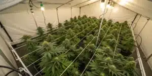 Bubblegum Cookies cannabis plants growing indoors in a well-lit, white grow tent using SCROG method.