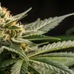 Close-up of CBD Black Diesel cannabis bud