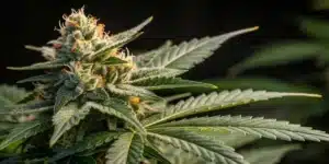 Close-up of CBD Black Diesel cannabis bud