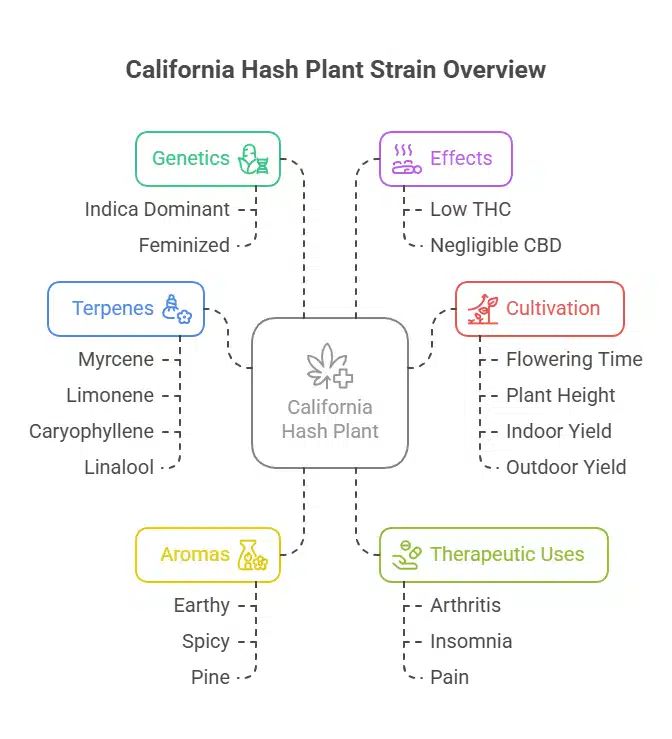 California Hash Plant strain profile infographic.
