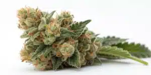 California Hash Plant buds displayed against a white background.