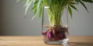 Cannabis root stalks turning purple in hydroponic glass container, early pigmentation visible.