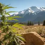 Cannabis plant growing in the Colorado wilderness with snow-capped mountains in the background.