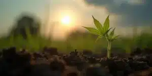 Cannabis seedling emerging during sunrise, influenced by moon phases for optimal germination.